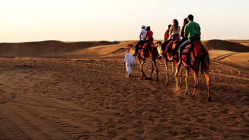 Camel riding in Dubai