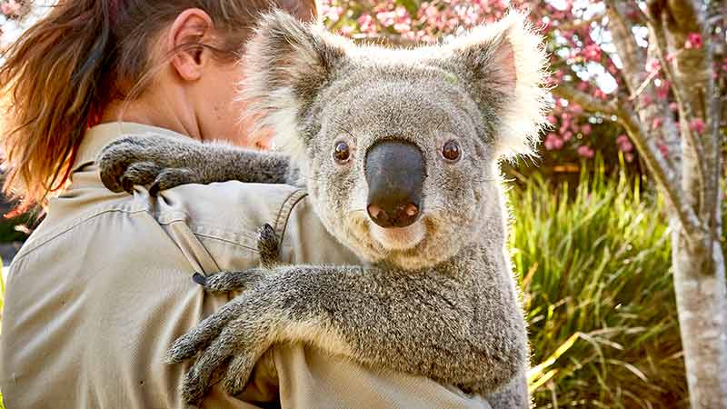 Friendly koala at Symbio Wildlife Park, Helensburgh in the Illawarra region.